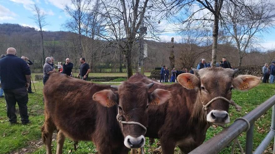 Más personas que reses en la Feria de San Antón de Corao, en Cangas