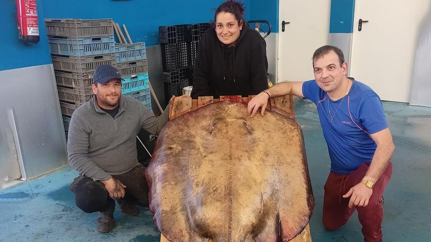 Una raya gigante llega a las costas de Galicia arrastrada por el cambio climático