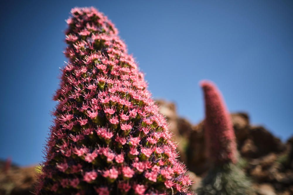 Tajinastes en flor en el Teide