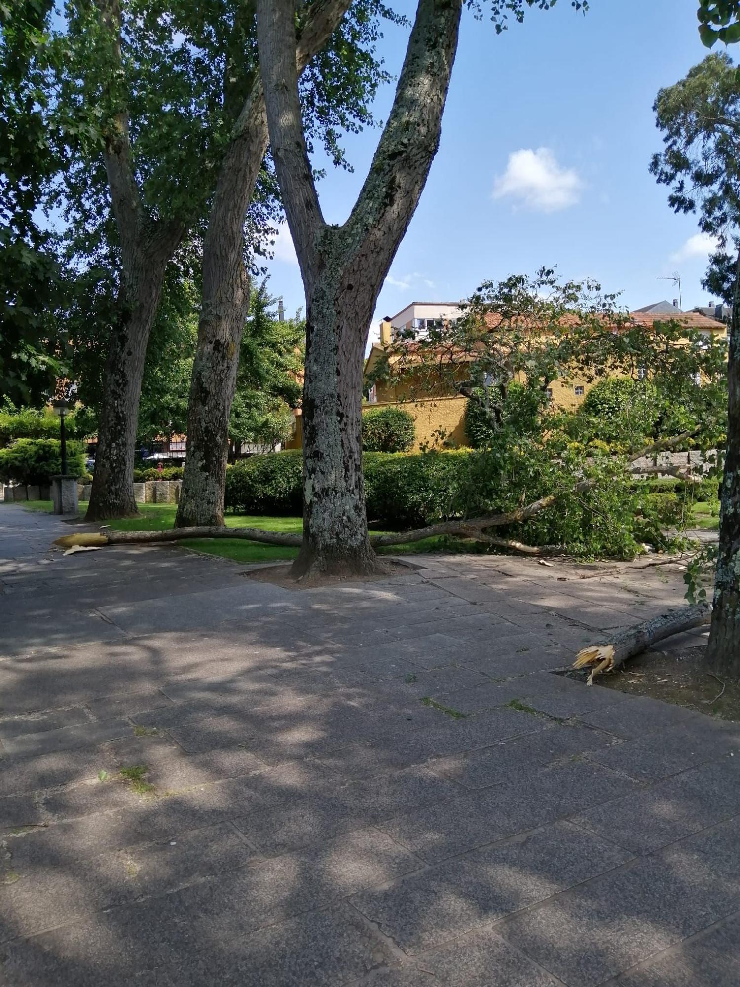 Desprendimiento de ramas en un parque de Oleiros