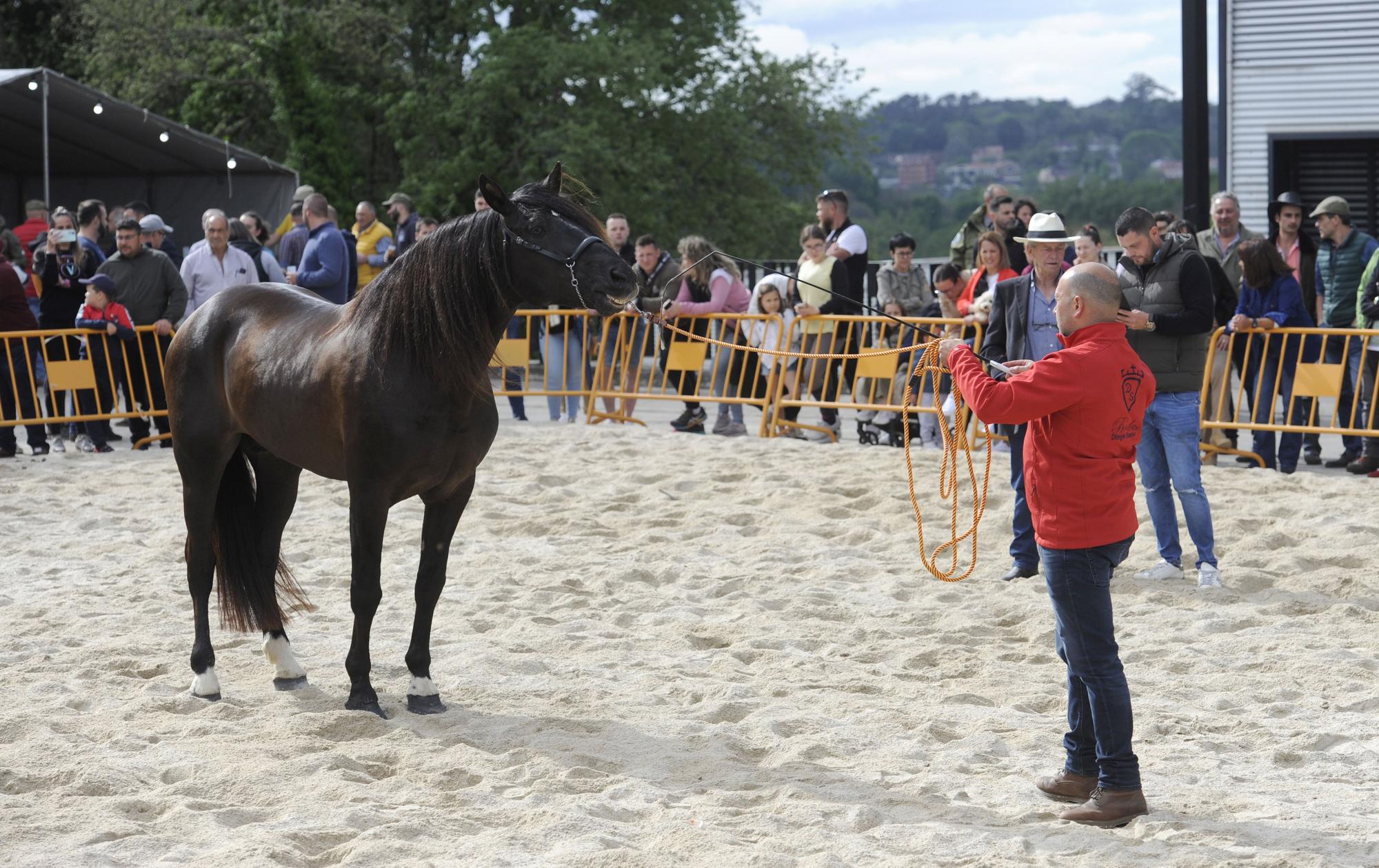 Danza sobre la arena: el espectáculo equino de Santi Serra hipnotiza Lalín