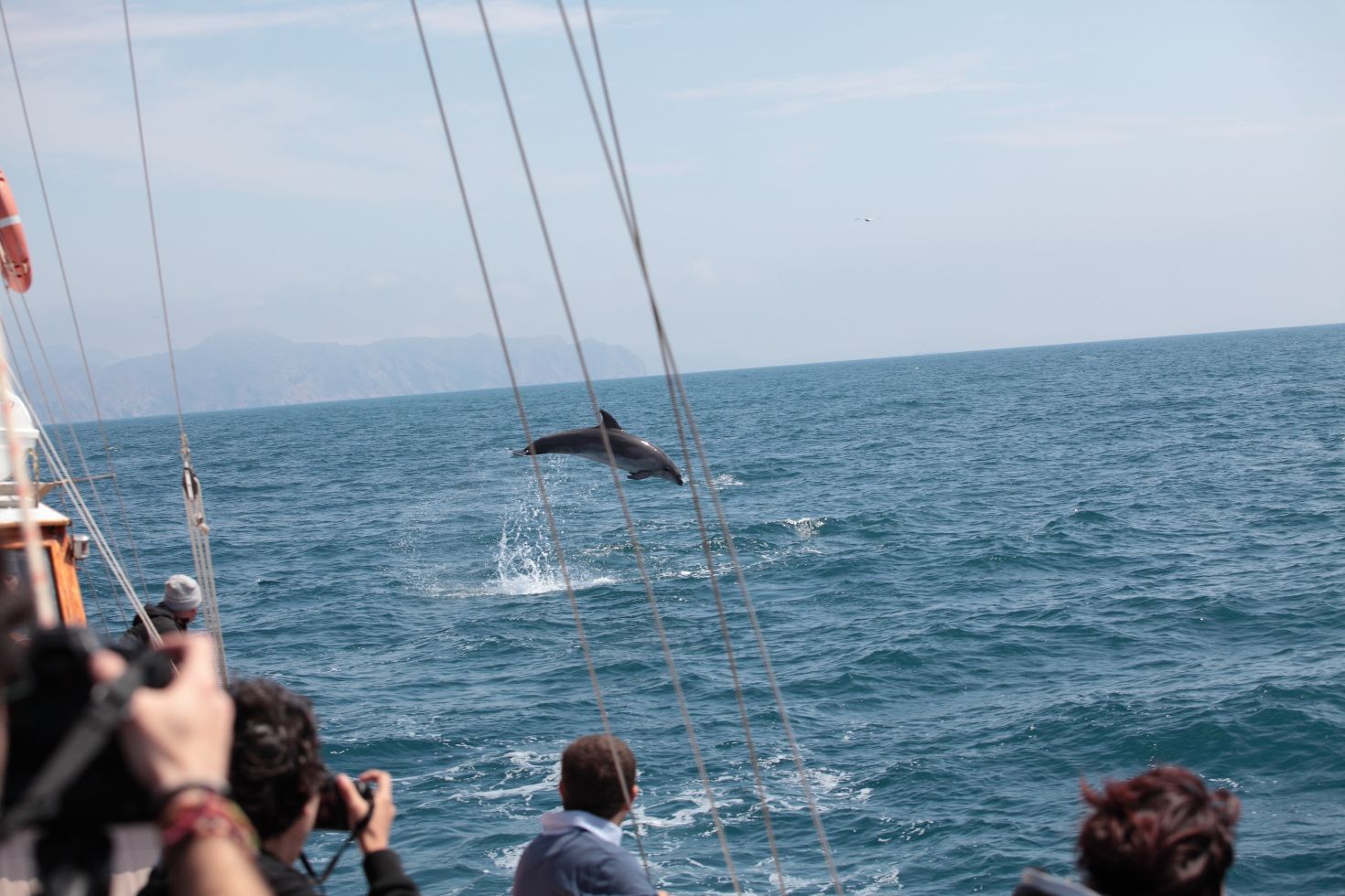Turistas hacen fotos de un delfín en la costa de Mazarrón.