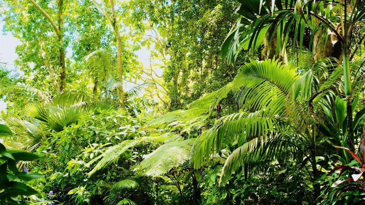 Descubren cómo evolucionaron las plantas para colonizar la Tierra hace ...