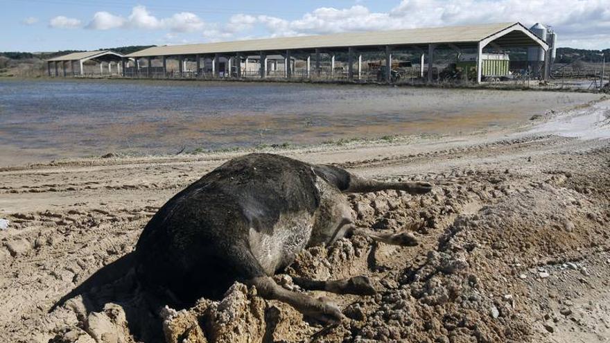 Sarga ha retirado ya 7.000 cadáveres de animales de las zonas inundadas