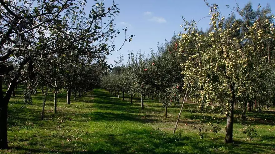La presencia de velutina aconseja tomar precauciones al recoger la manzana