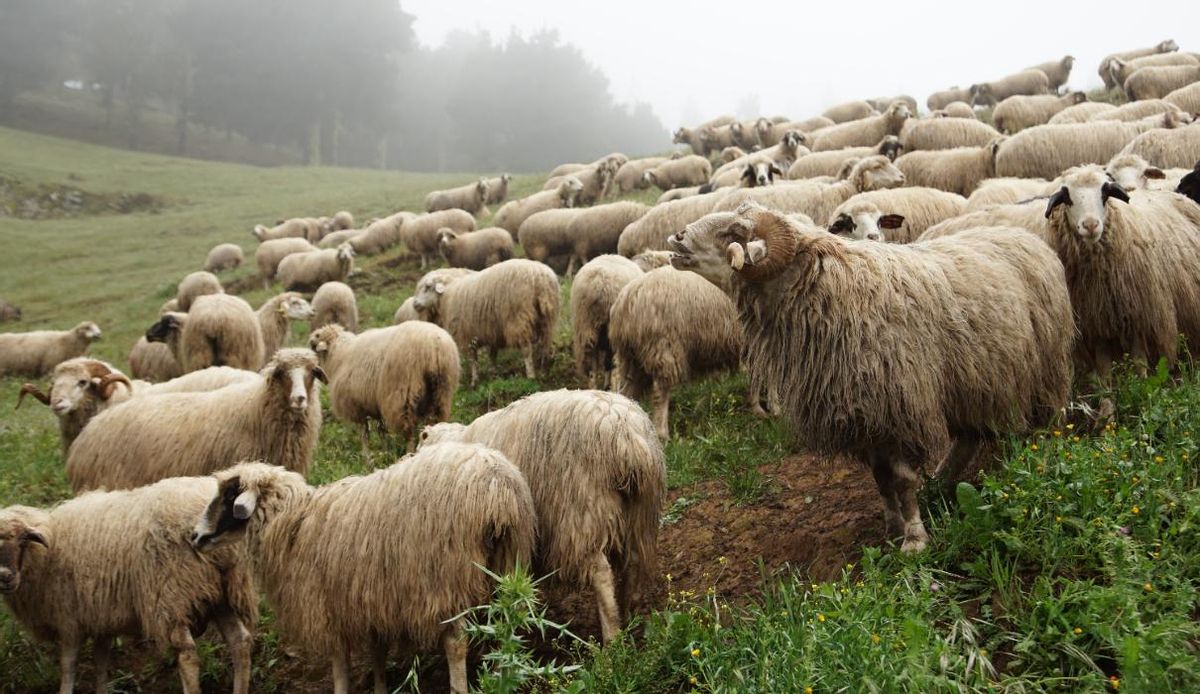 Oveja canaria.