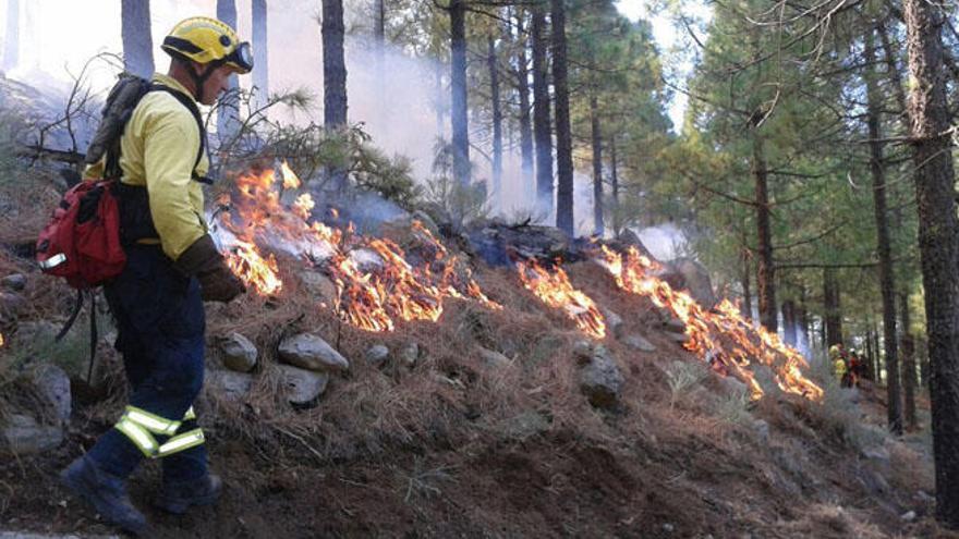 El Cabildo de Gran Canaria inicia la temporada de quemas prescritas en la cumbre