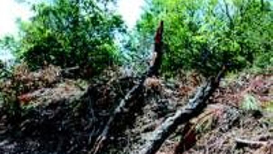 Ecologistas en Acción denuncia desbroces y talas ilegales