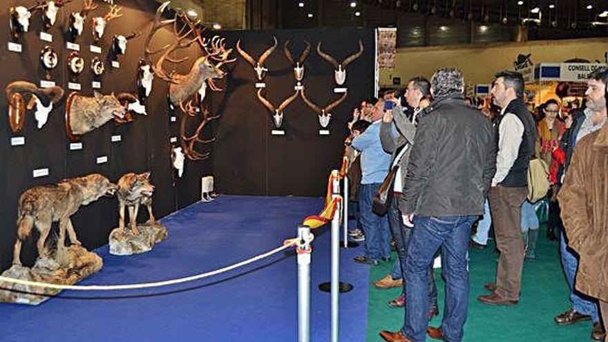 Trofeos de caza expuestos el pasado año en la Feria Cinegética de Madrid, con ciervos y lobos zamoranos.