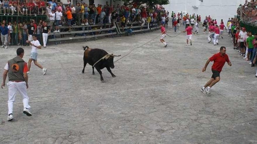 Un toro enmaromado exhibido en Grazalema.