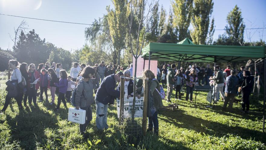 La Ribera del Marco de Cáceres: Una plantación de 40 olmos para revivir su valor histórico