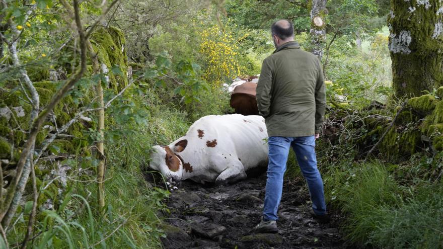 Mueren 27 vacas de una explotación ganadera de Rodeiro tras ser alcanzadas por un rayo