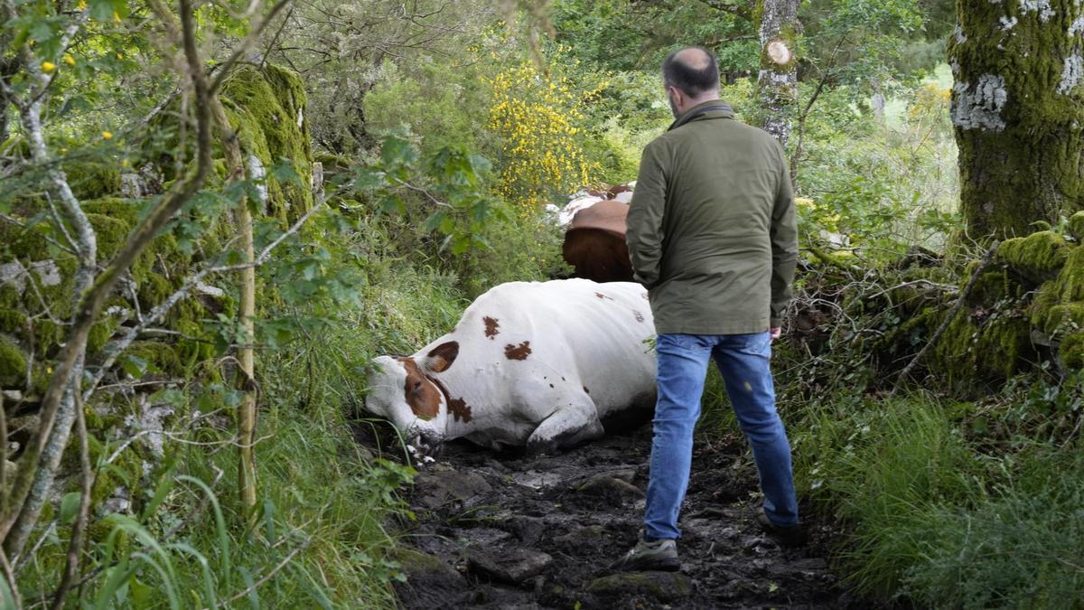 Una explotación de Rodeiro pierde 22 vacas fulminadas por un rayo