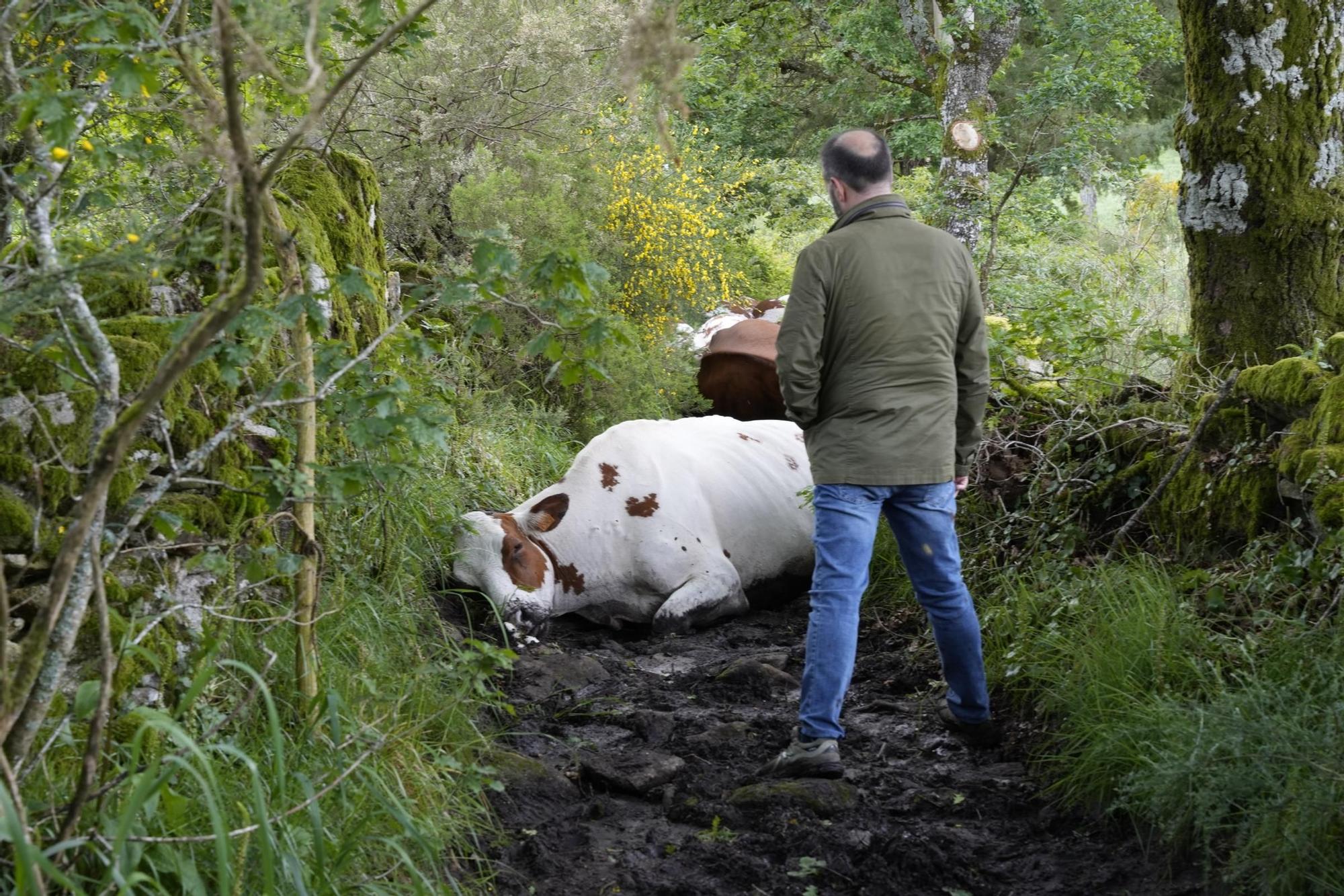 Una explotación de Rodeiro pierde 22 vacas fulminadas por un rayo