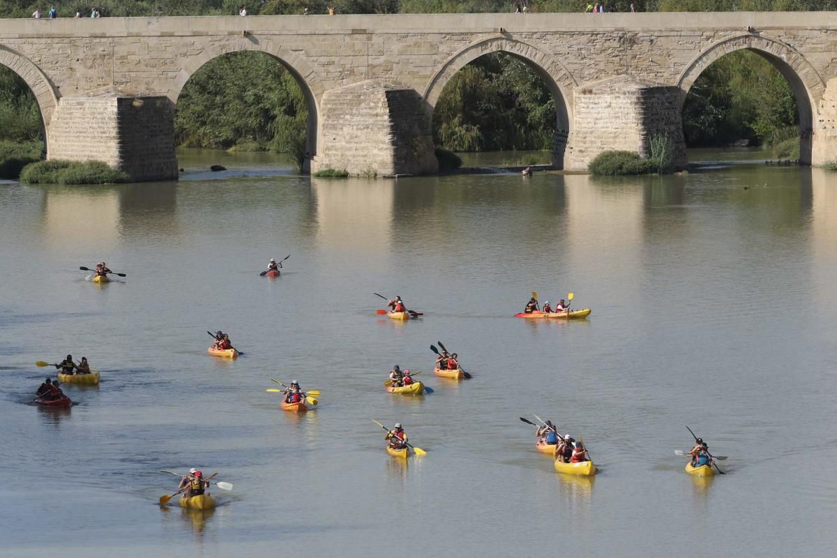 Un caimán por el Guadalquivir