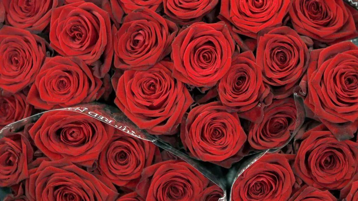Imagen de archivo de unas rosas rojas