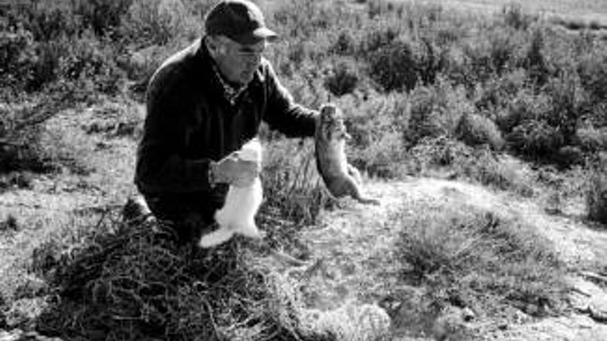 Una plaga de conejos enfrenta a agricultores y cazadores