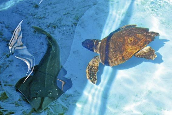 Schwer verletzt kam die Schildkröte zur Pflegestation im Palma Aquarium. Knapp ein Jahr später steht sie kurz vor der Freilassung.