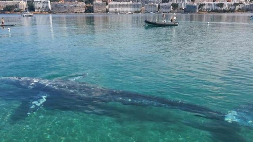 El vídeo con las mejores imágenes de la ballena gris avistada en Mallorca