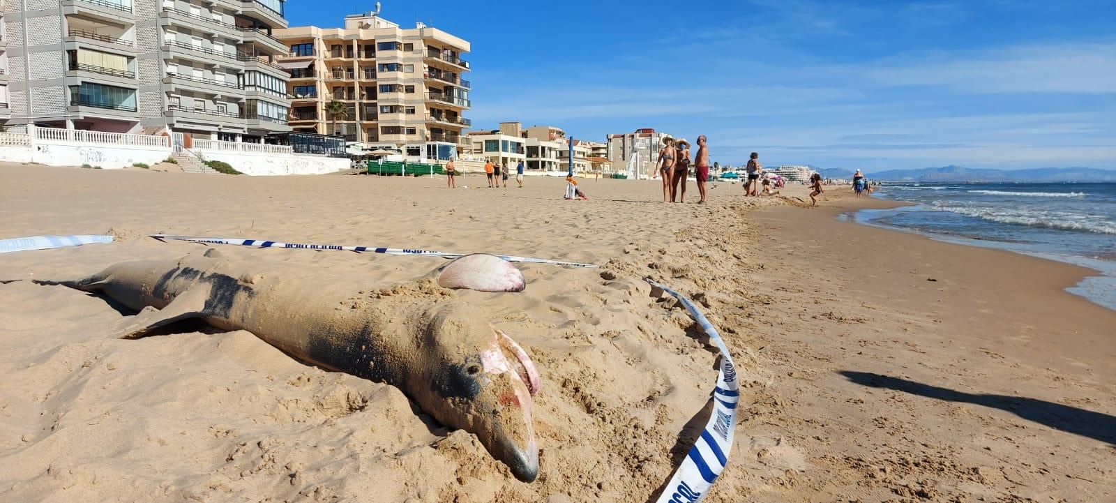 Hallan una tintorera varada en la playa de Guardamar del Segura