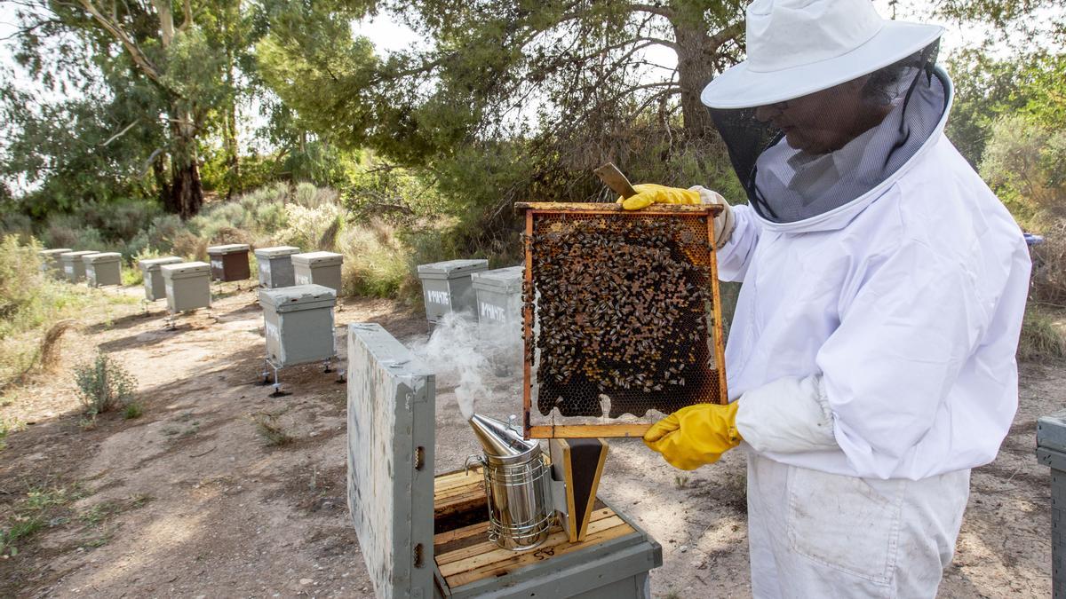 Un apicultor con un grupo de abejas en una imagen de archivo.