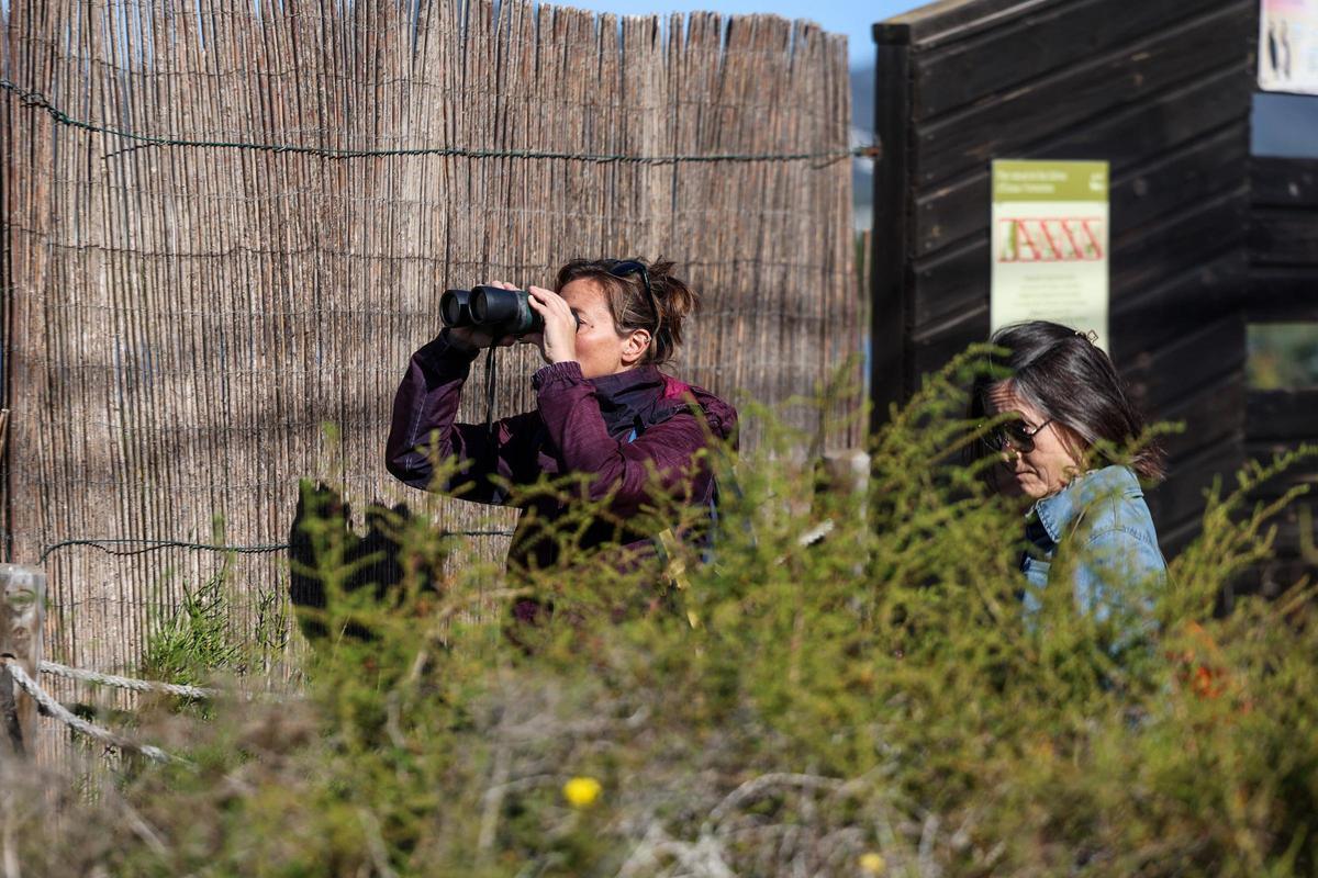 Las imágenes de la jornada en el observatorio de aves en ses Salines de Ibiza