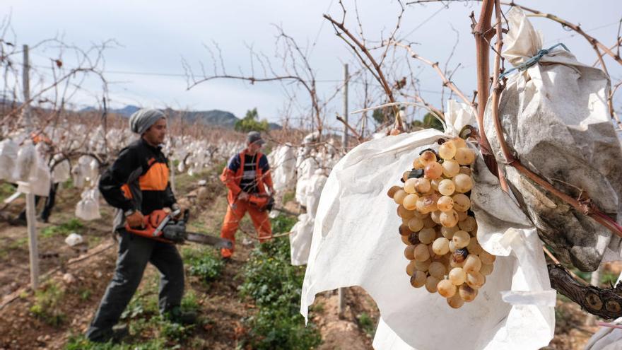 Continúan los arranques de viñedos en el Medio Vinalopó por la crisis de la uva de mesa