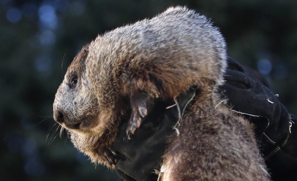 La marmota Phil prediu un hivern llarg als EUA