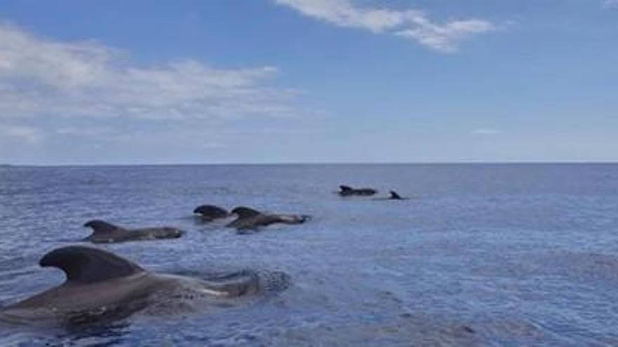 Avistan cientos de delfines moteados en aguas de Canarias