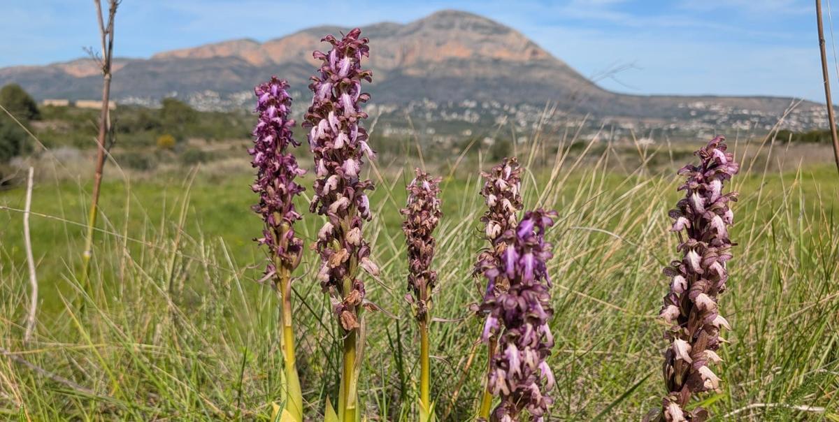 Un "ramillete" de orquídeas y, al fondo, el Montgó