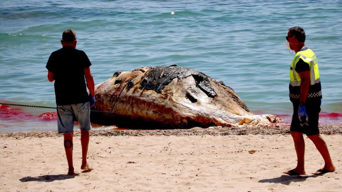 Vídeo | Retirada una ballena muerta en la playa de l'Almadrava de Vandellòs i l'Hospitalet de l'Infant