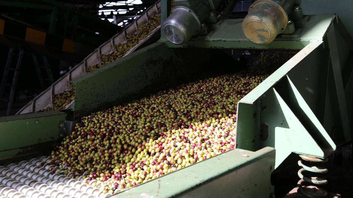 Recogida de aceituna en Olivarera Los Pedroches.