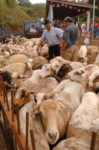 Feria de ganado, concurso de arrastre y trasquilada