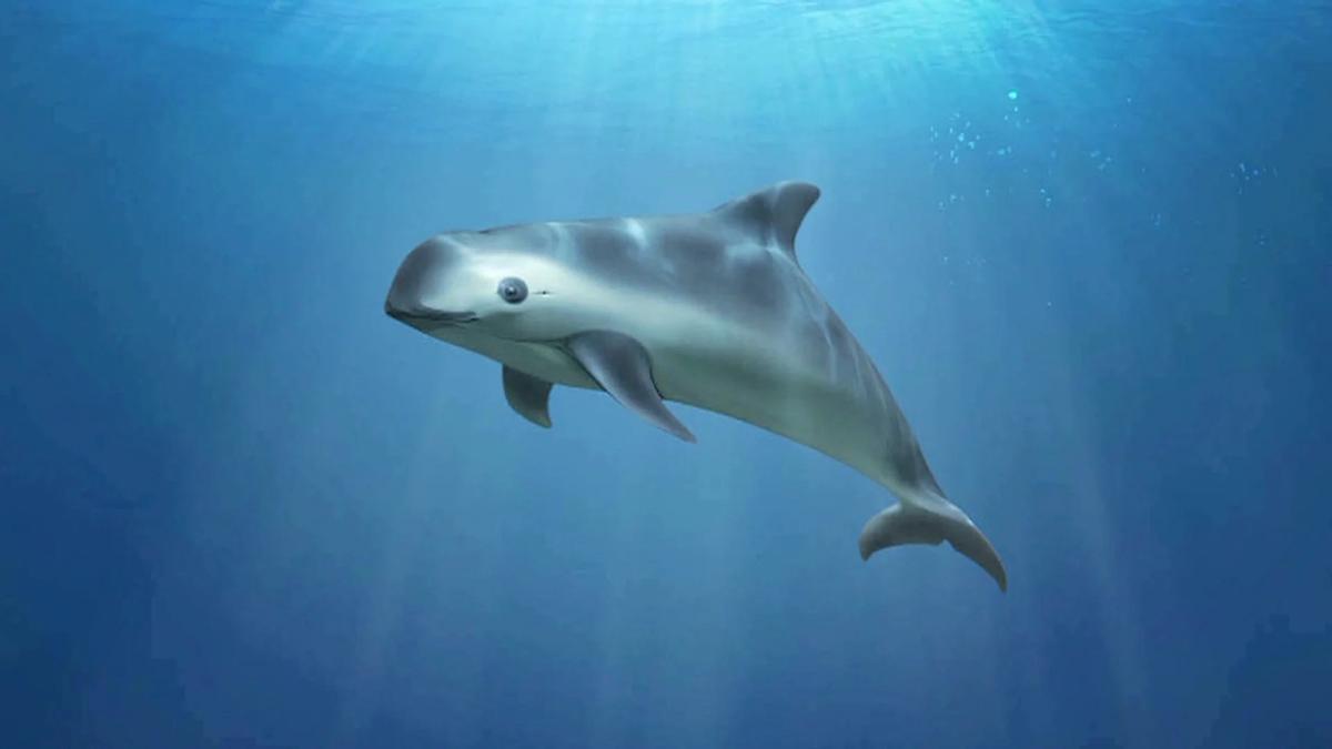 La vaquita marina solo vive en el Golfo de México