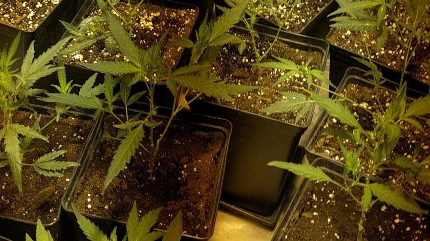 La Policía Local de Ibi detecta una cochera empleada para cultivo de cannabis