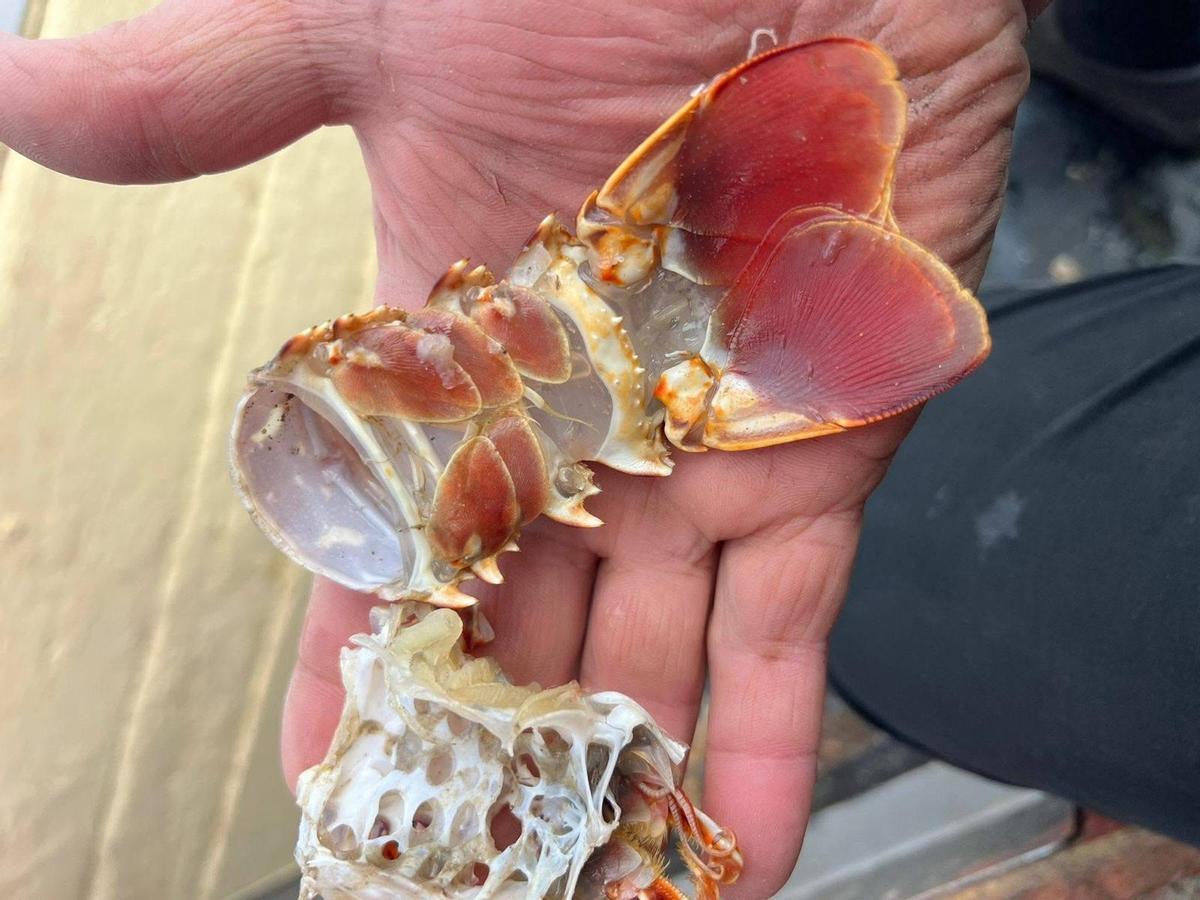 Los pulpos depredan langostas, bogavantes o bueis de mar.