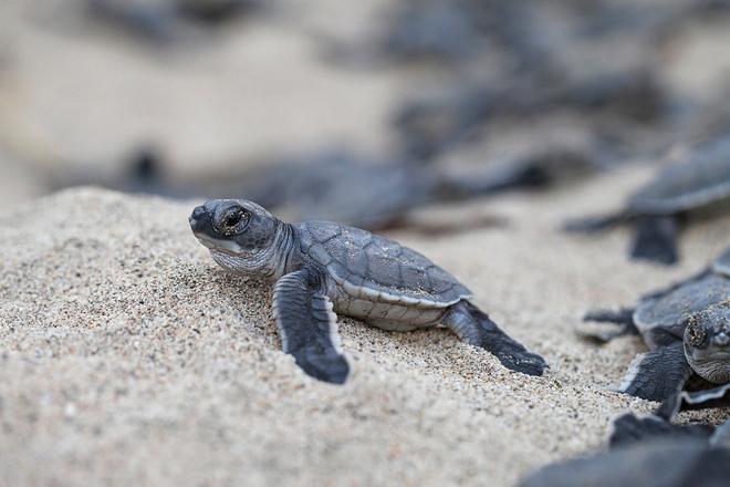 Nacimiento de tortugas en las playas de Costa Rica