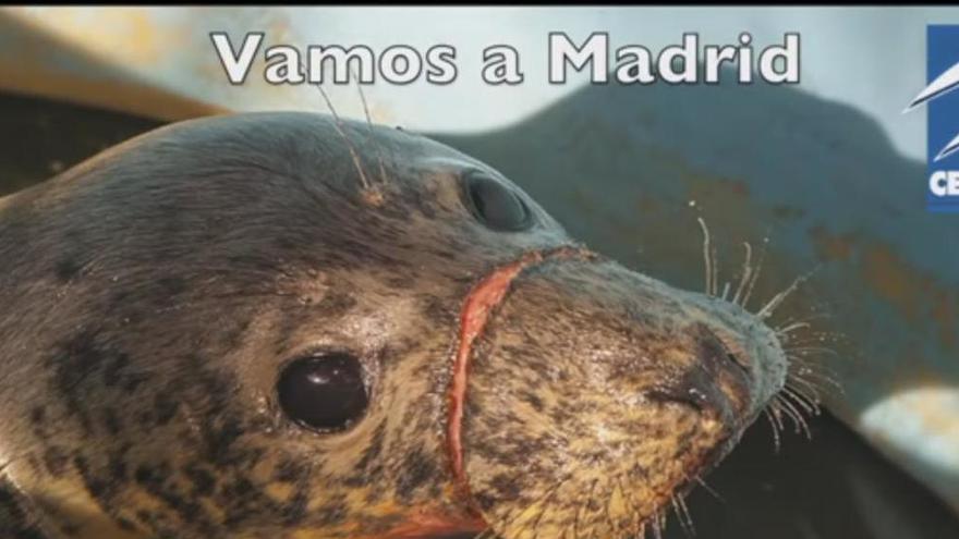 Recogen más de 25.000 firmas de protesta contra la muerte de animales marinos en las costas asturianas