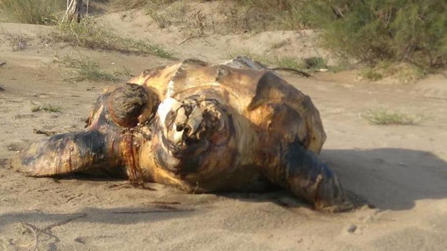 La tortuga llaüt després de deixar-la a la platja de Can Comes