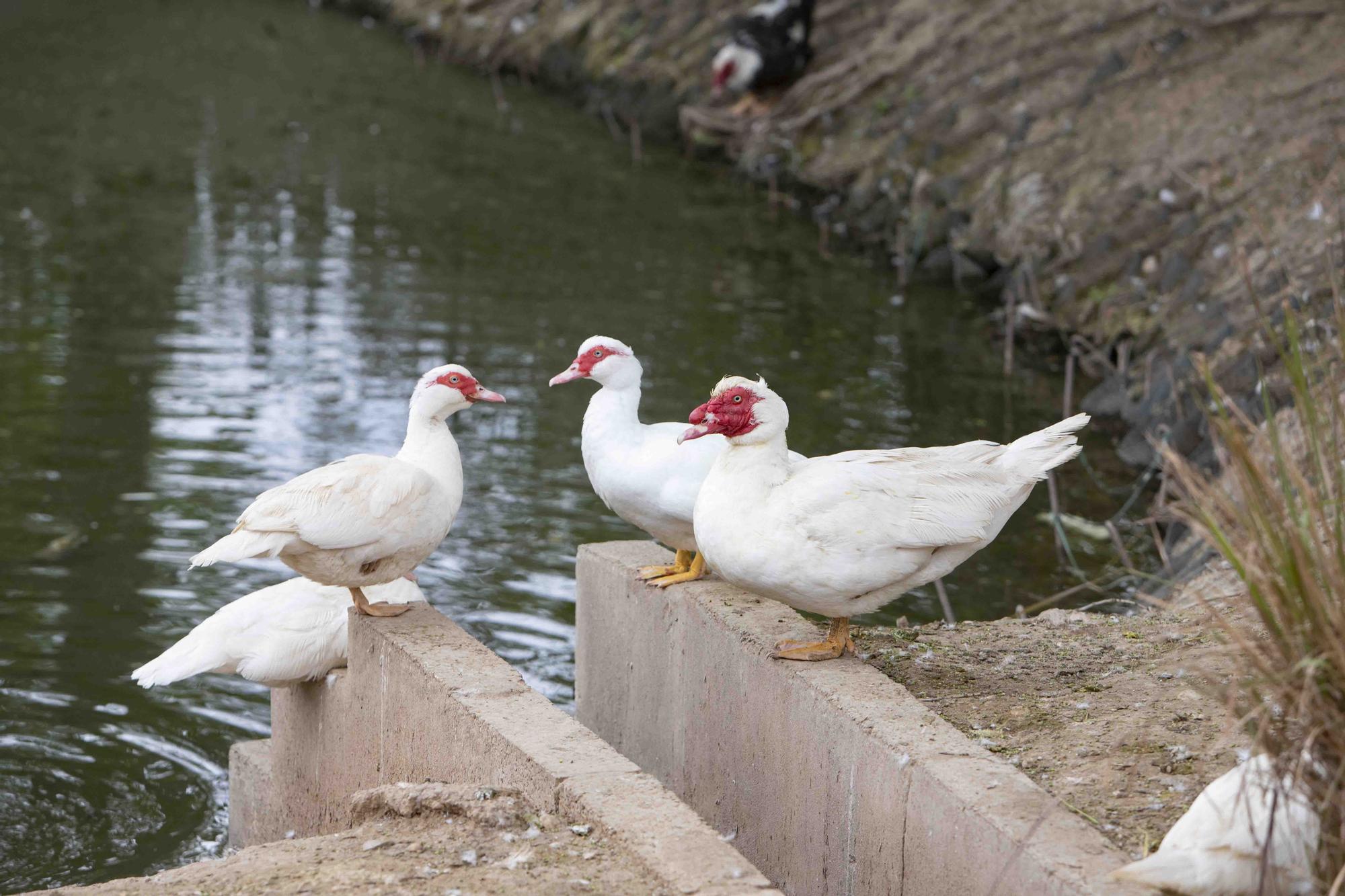 La insalubridad impera en la "charca artificial" de Canals