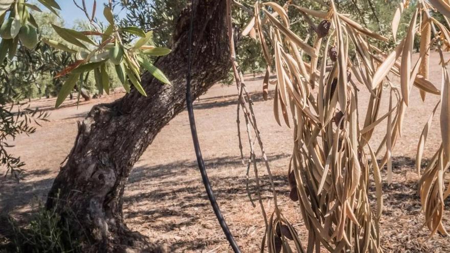 Ayudas para los afectados por la Xylella