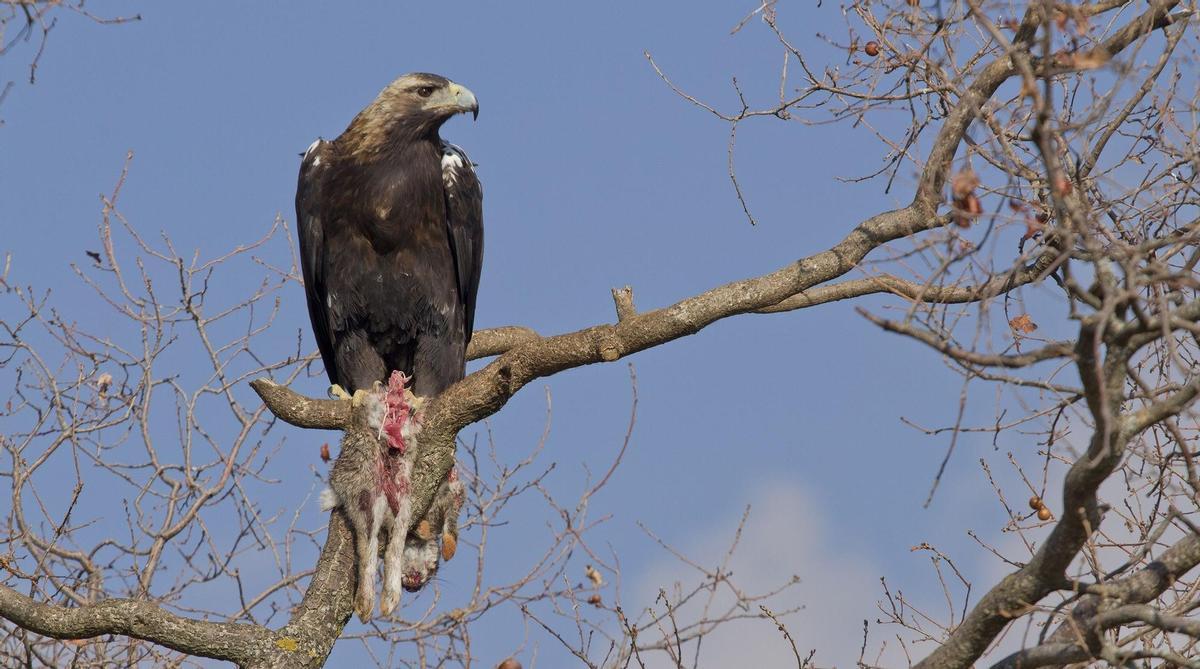 Águila imperial posada en un árbol