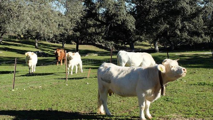 La Junta destina cuatro millones para programas de sanidad animal