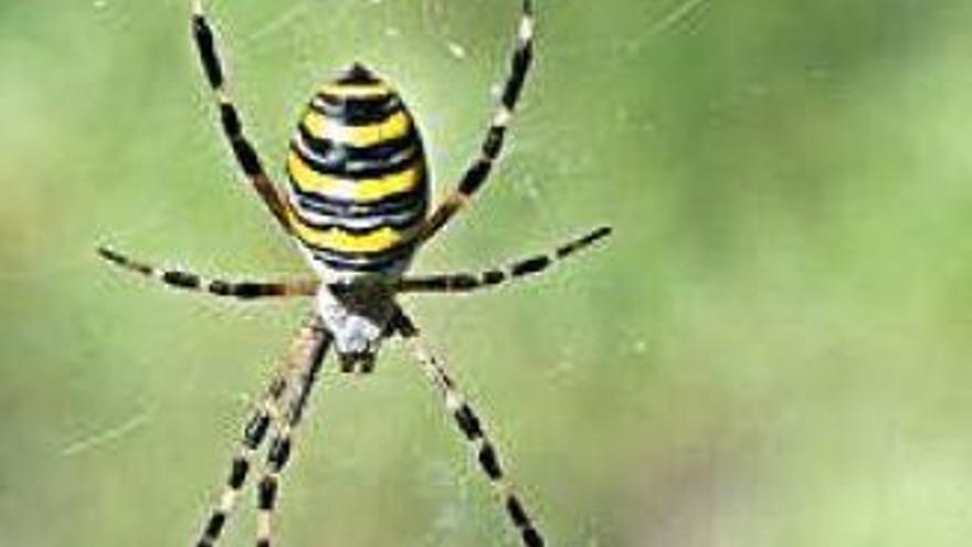 &#039;Argiope bruennichi&#039; en cuya tela se observa el establimento del dibujo en zig zag. cat