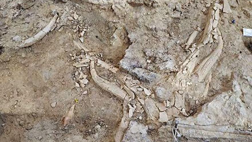Restes d&#039;un crani de cèrvol comú localitzat a l&#039;abric Romaní