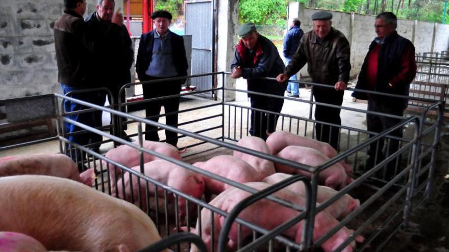 Un grupo de hombres observa una piara de cerdos en la feria de Mosteiro (Meis). |   // IÑAKI ABELLA
