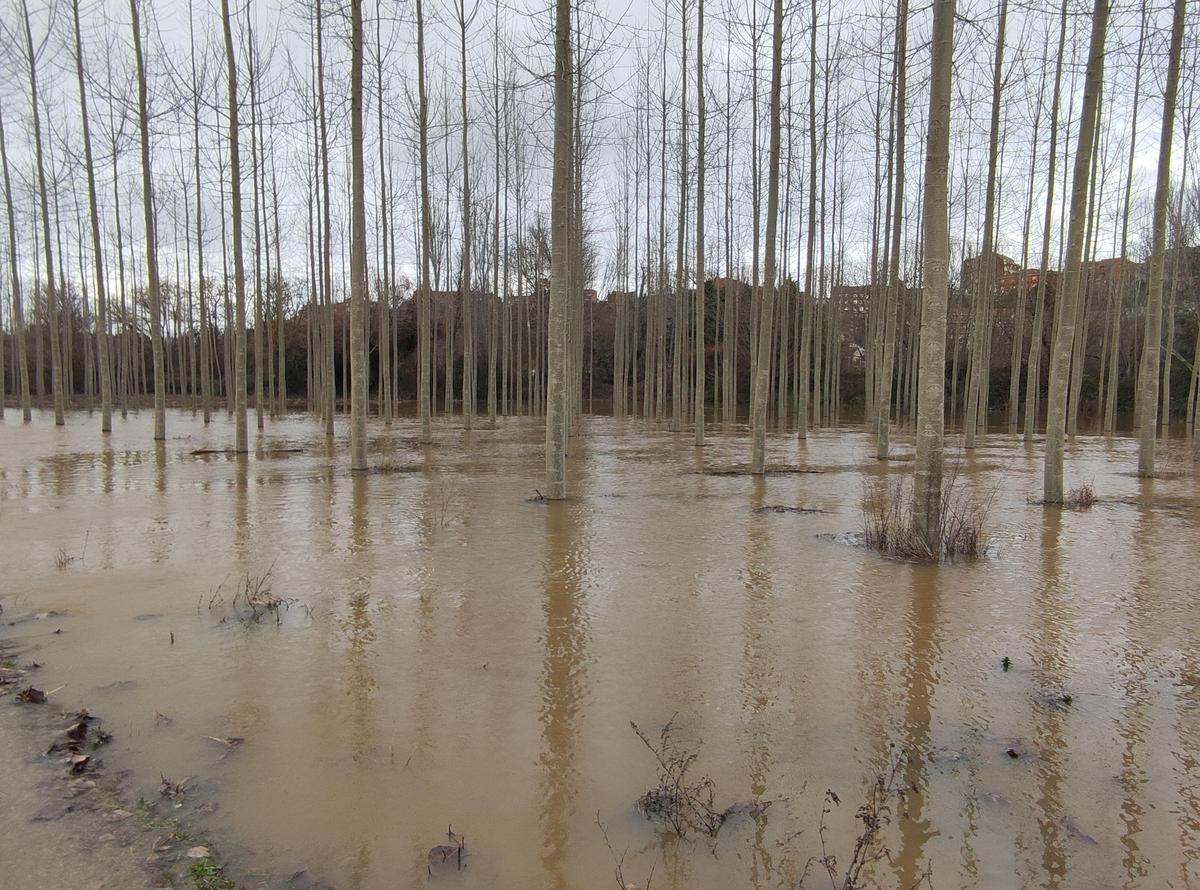 GALERÍA / El río Órbigo desbordado en Benavente, en imágenes GALERÍA / El río Órbigo desbordado en Benavente, en imágenes