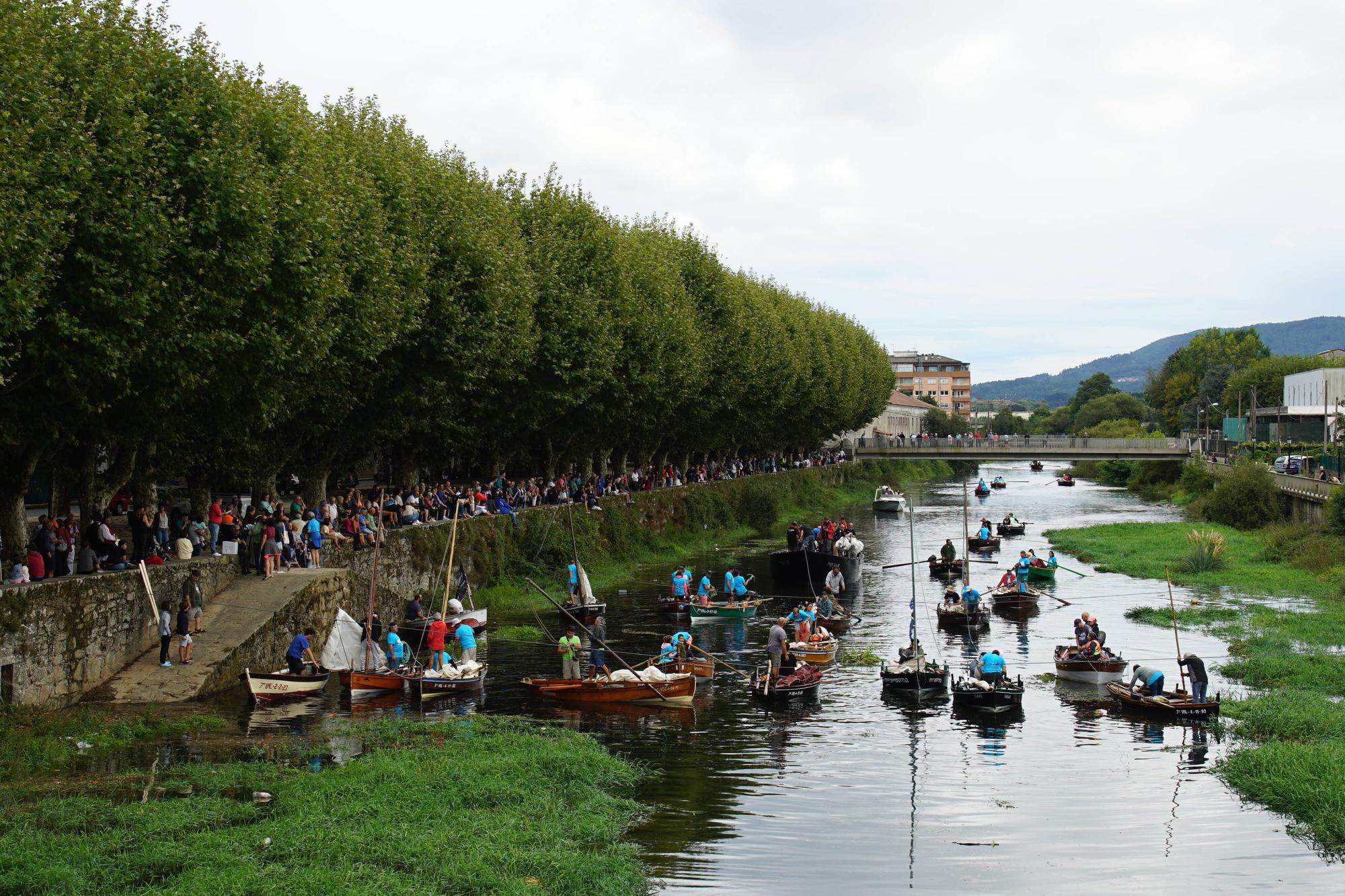 Inchadiña branca vela