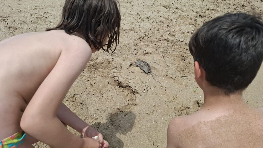 Aparecen decenas de ratas muertas en la costa de Alicante tras las lluvias
