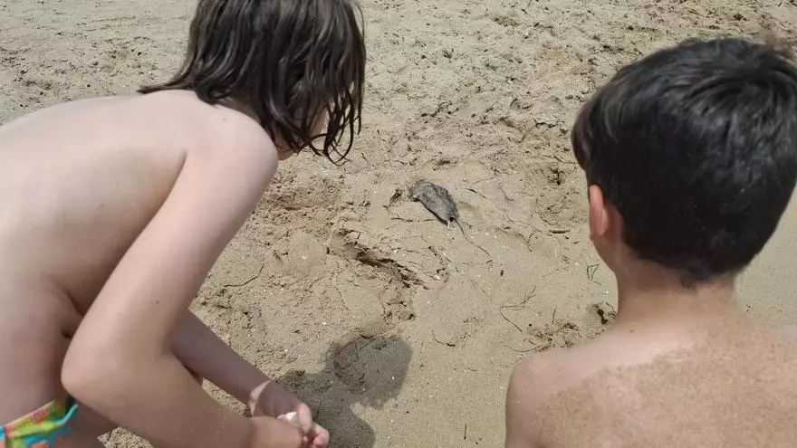 Este es el curioso hallazgo que se han encontrado los bañistas en la costa de Alicante